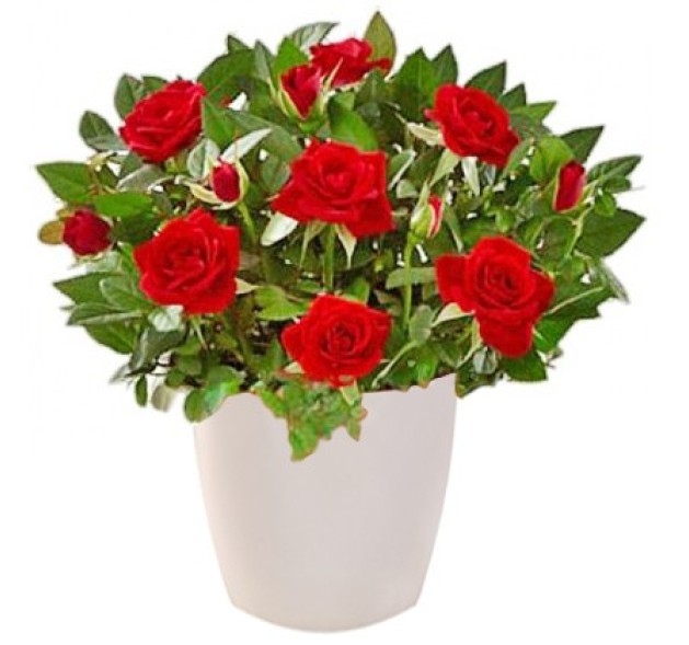 Μίνι τριανταφυλλιά σε κεραμικό 