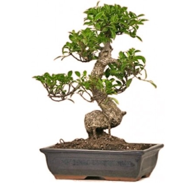 Εντυπωσιακό μπονζάι 