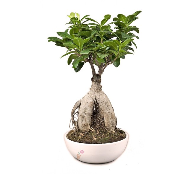 Μπονζάι Ginseng 