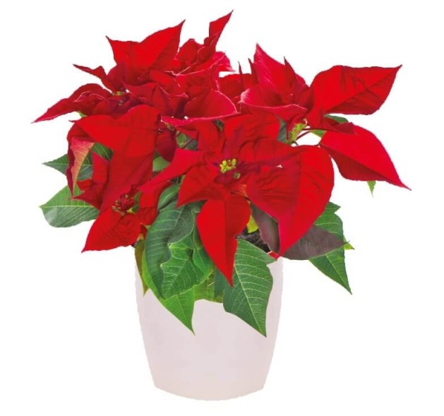 Φυτό των Χριστουγέννων  Πουασέντια