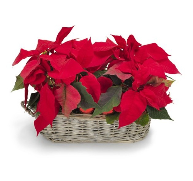 Αλεξανδρινά σε καλαθάκι