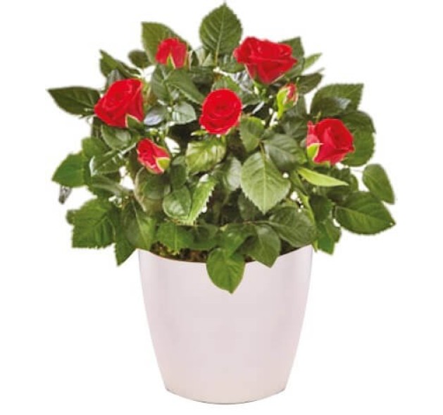 Μίνι τριανταφυλλιά