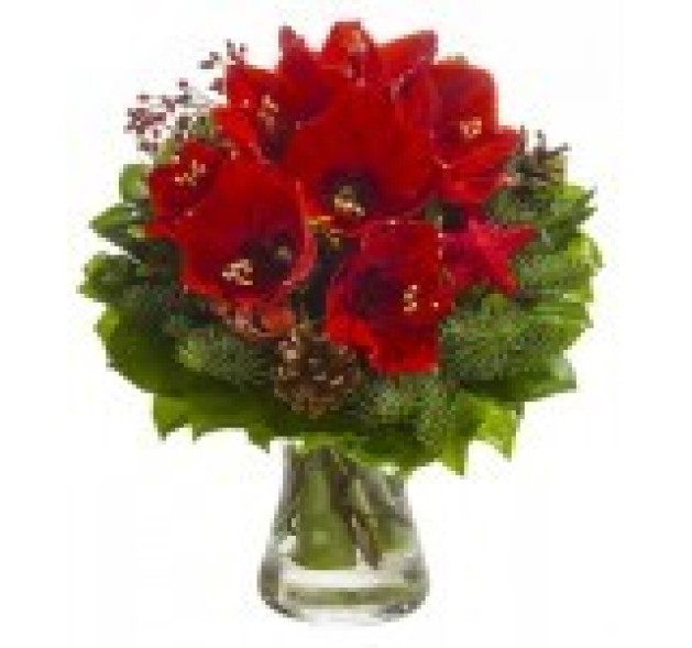 Αμαρυλλίς με Ελατο