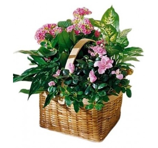 Καλάθι με διάφορα φυτά εποχής