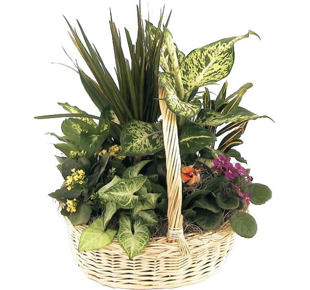 Καλάθι της Γιορτής - Διάφορα φυτά 