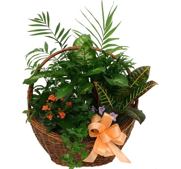 Ο μικρός Κήπος - Διάφορα Φυτά 