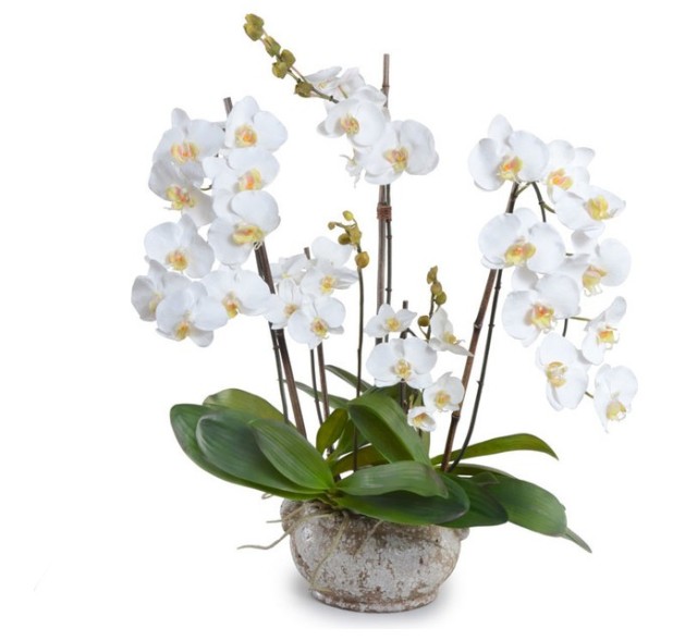 Ορχιδέες Φαλαίνοψις σε Κασπώ