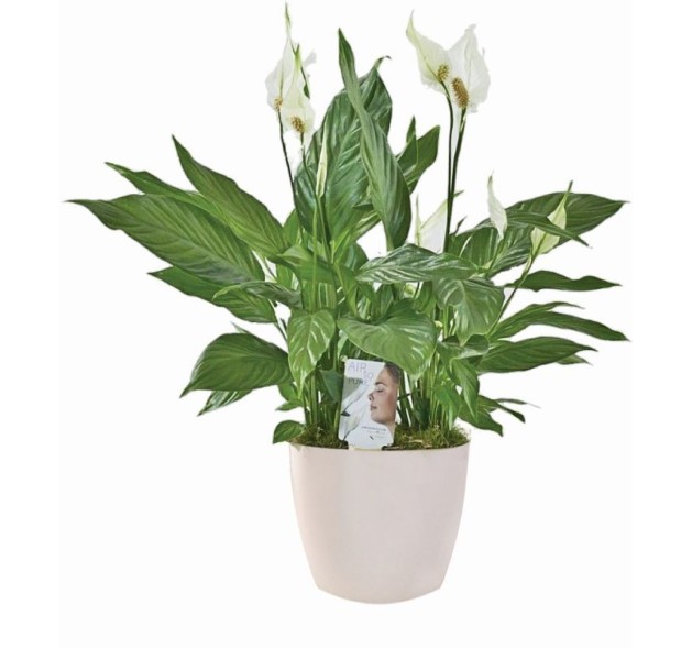 Σπαθίφυλλο σε κασπώ πλαστικό 