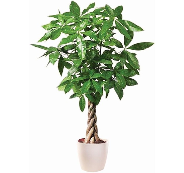 Παχύρα φυτό σε κασπώ πλαστικό 