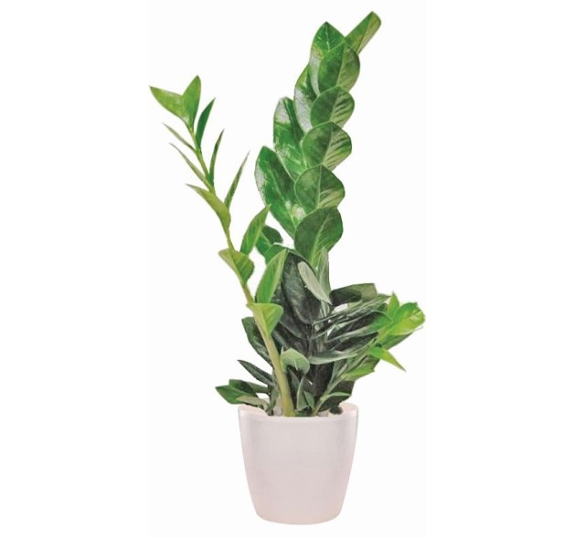 Ζαμιοκούλκα φυτό 