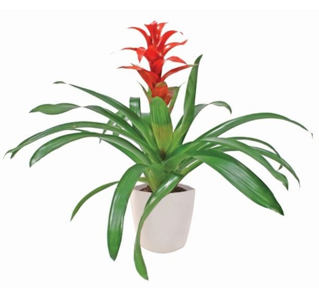 Γκουσμάνια η τροπική σε κεραμικό 