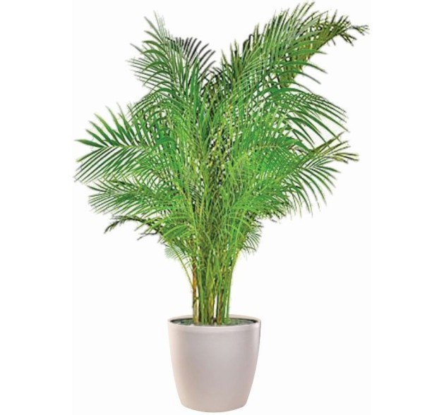 Φυτό Αρέκα η 'Μεγαλοπρεπής' 