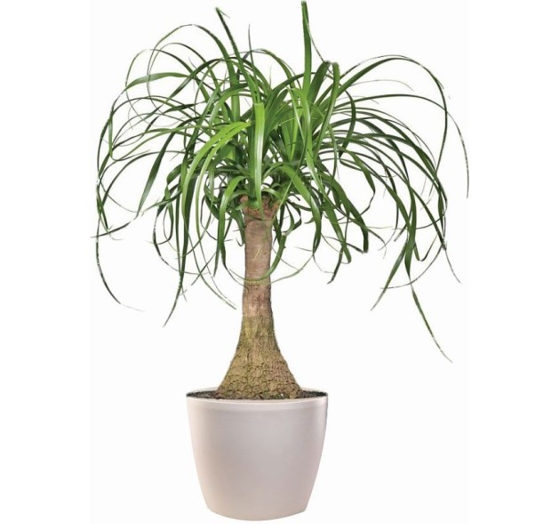 Φυτό Μπουκαρνέα σε κασπώ πλαστικό 