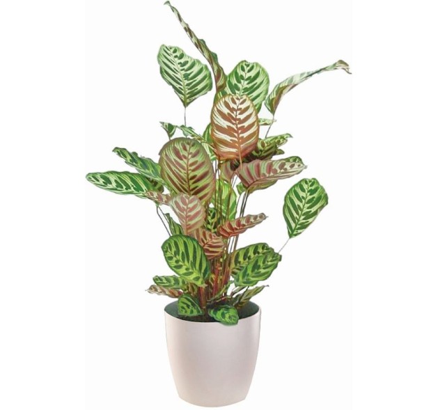 Φυτό Καλαθέα σε κασπώ πλαστικό 