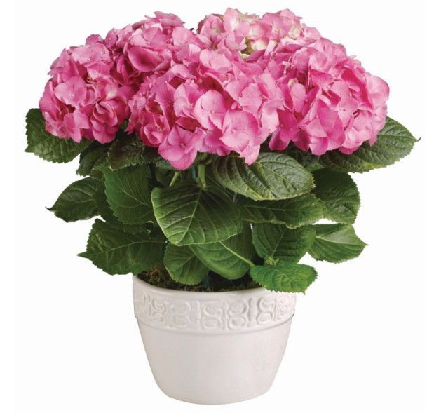 Φυτό Ορτανσία Ροζ σε κασπώ πλαστικό 
