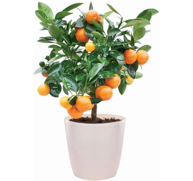 Φυτό Μίνι Κουμ Κουατ 