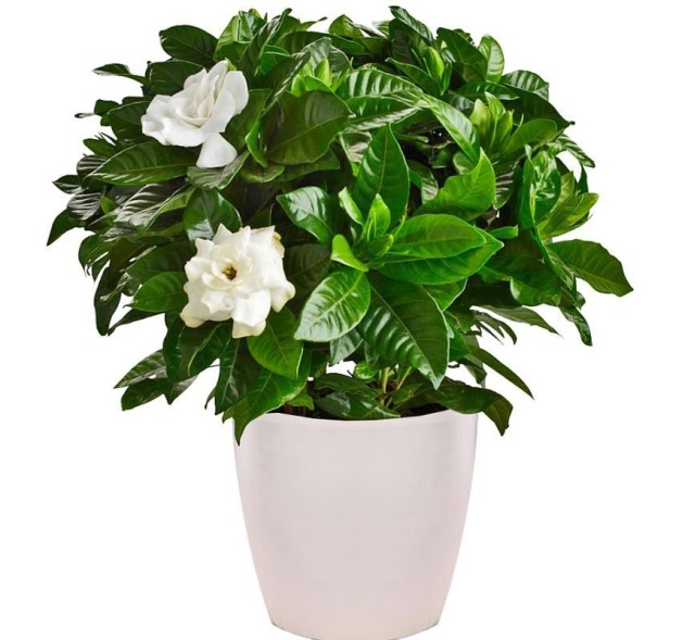 Φυτό Γαρδένια 