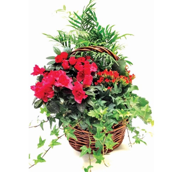 Καλάθι με διάφορα φυτά 