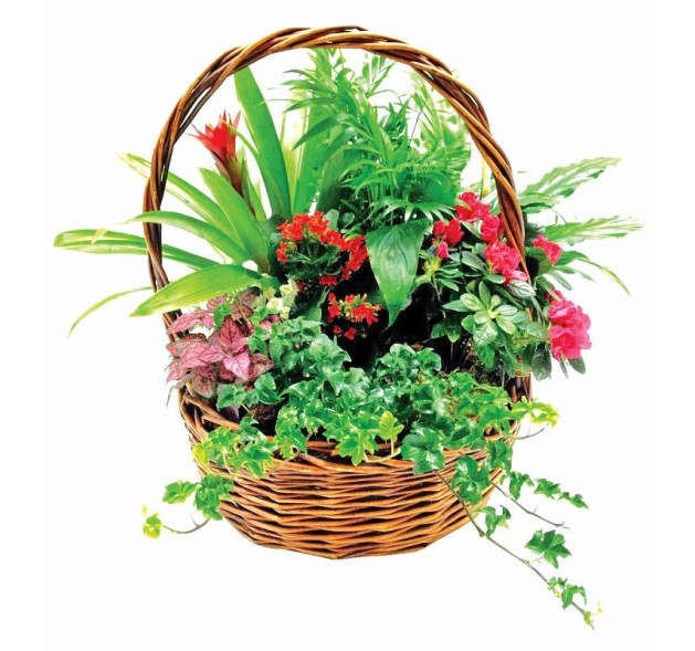 Φυτόκοσμος 