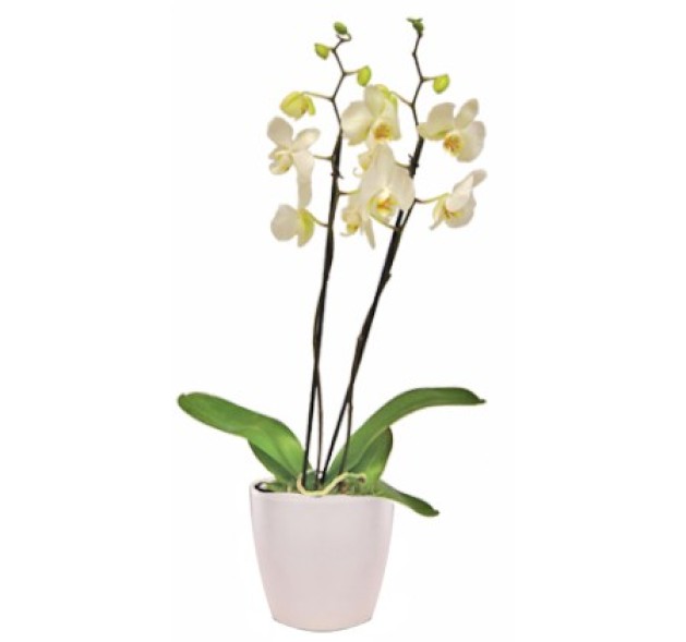 Ορχιδέα λευκή Φαλαίνοψις σε κεραμικό 