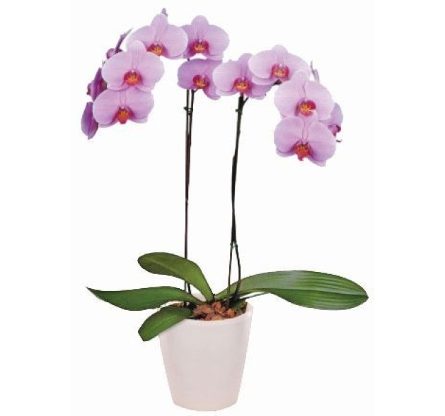 Ροζ ορχιδέα Φαλαίνοψις σε κεραμικό 