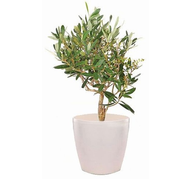 Ελιά η Ελληνική σε κασπώ 