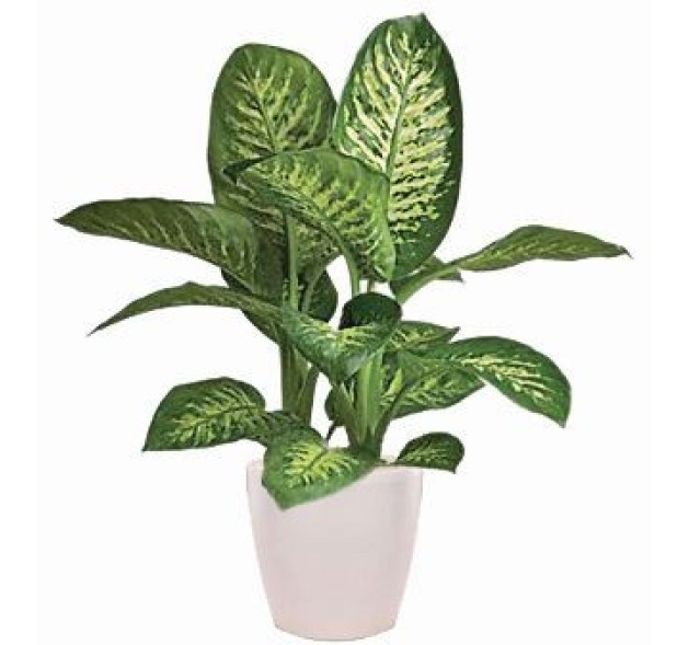 Φυτό Τιφεμπάχια