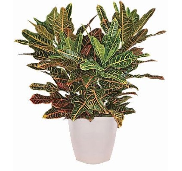 Φυτό κρότων