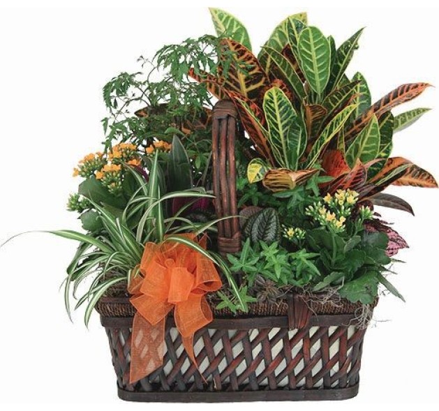 Καλάθι με Βλάστηση