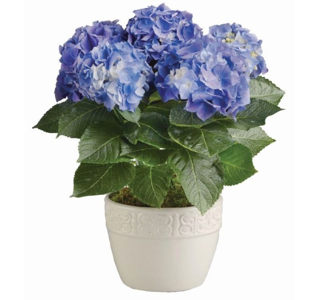 Φυτό Ορτανσία Σιέλ κασπώ πλαστικό