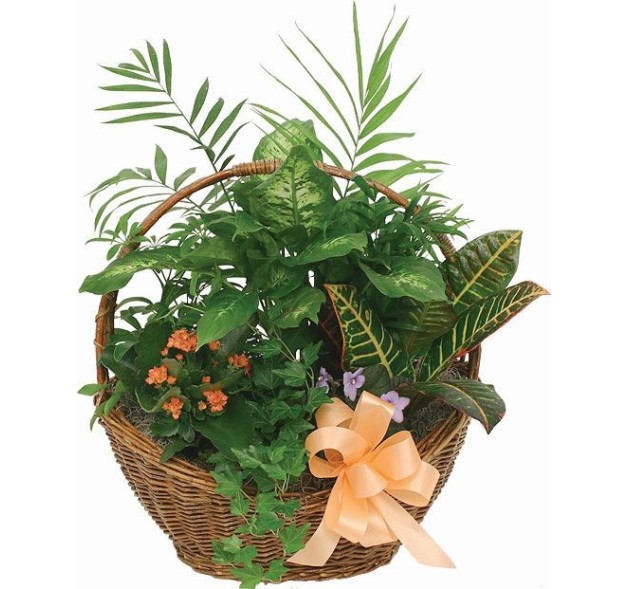 Καλάθι πράσινα φυτά