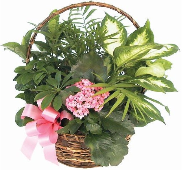 Καλάθι πράσινα & ανθισμένα φυτά