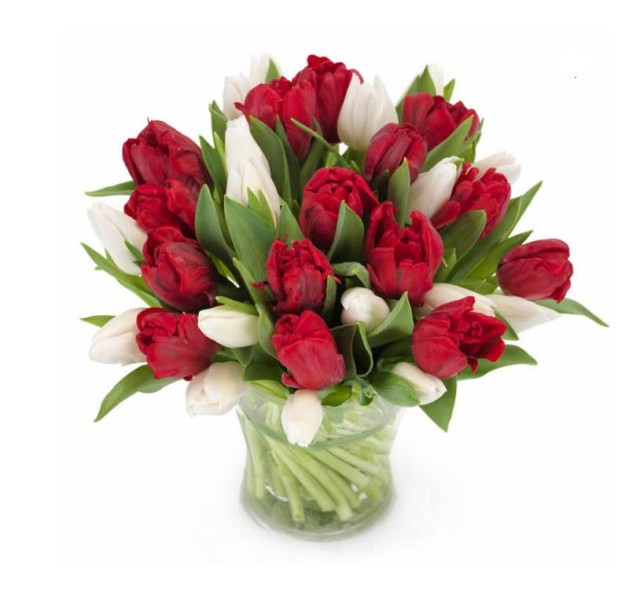 Τουλίπες κόκκινες και λευκές 