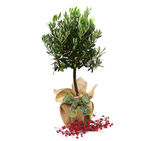 Ελιά γιορτινή