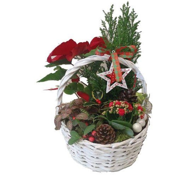 Χριστουγεννάτικο καλάθι με φυτά