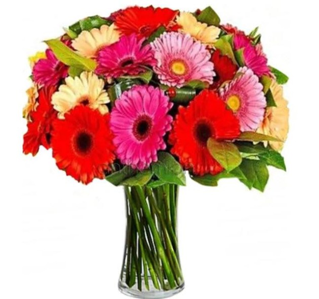 Πολύχρωμες Ζέρμπερες